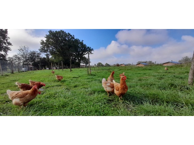 Parc des poules pondeuses 