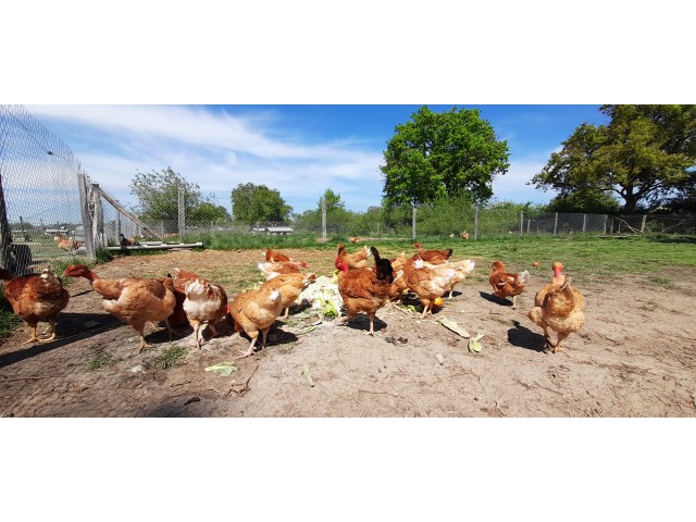 Parc des poulets