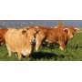 viande bovine bio gaec danaus