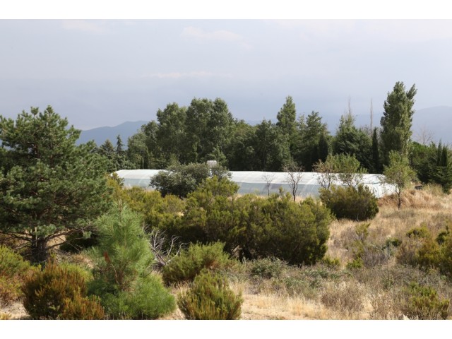 ferme Spiruline Foret Vert au coeur de la garrigue