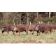 les cochons Duroc