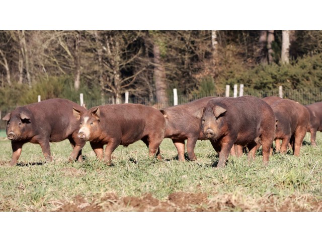 les cochons Duroc